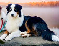 Traumhafte lieber Australian Shepherd Rüde ASCA sucht bestplatz Bayern - Schnabelwaid Vorschau