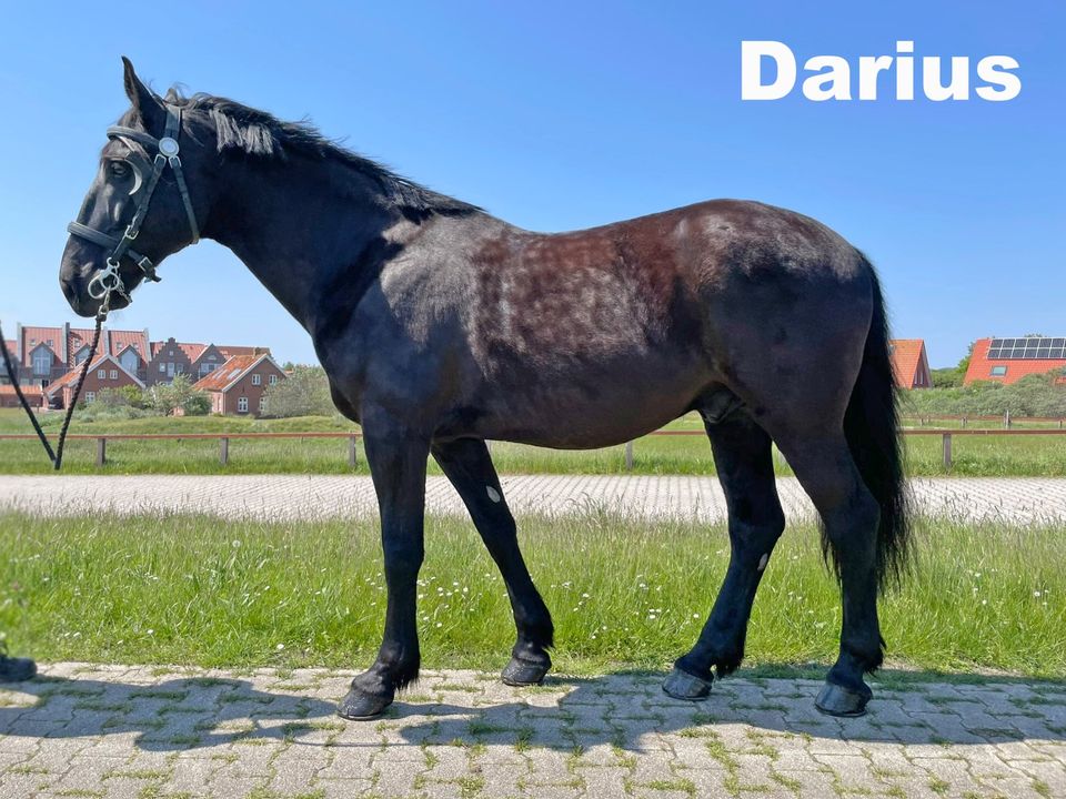 Wunderschönes Passgespann, Warmblut Wallache Rappen Nonius in Norden