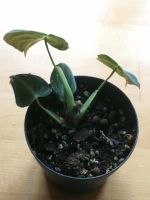 Philodendron melanochrysum Baden-Württemberg - Karlsruhe Vorschau