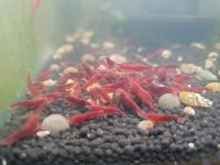 Bloody Mary Sakura Neocaridina Garnelen 3 Euro Baden-Württemberg - Volkertshausen Vorschau