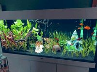 Juwel Aquarium  Rio LED 180L mit viel Zubehör Niedersachsen - Hameln Vorschau