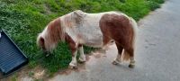 Shettland pony zu verkaufen Nordrhein-Westfalen - Nümbrecht Vorschau