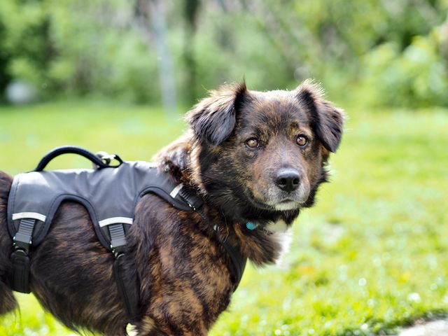 Ferdinand, unkomplizierter Familienhund, ca. 4 Jahre*Tierschutz* in Vaterstetten