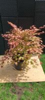 Jap. Fächerahorn 'Ariadne' - Acer palmatum 'Ariadne' Saarland - Saarwellingen Vorschau