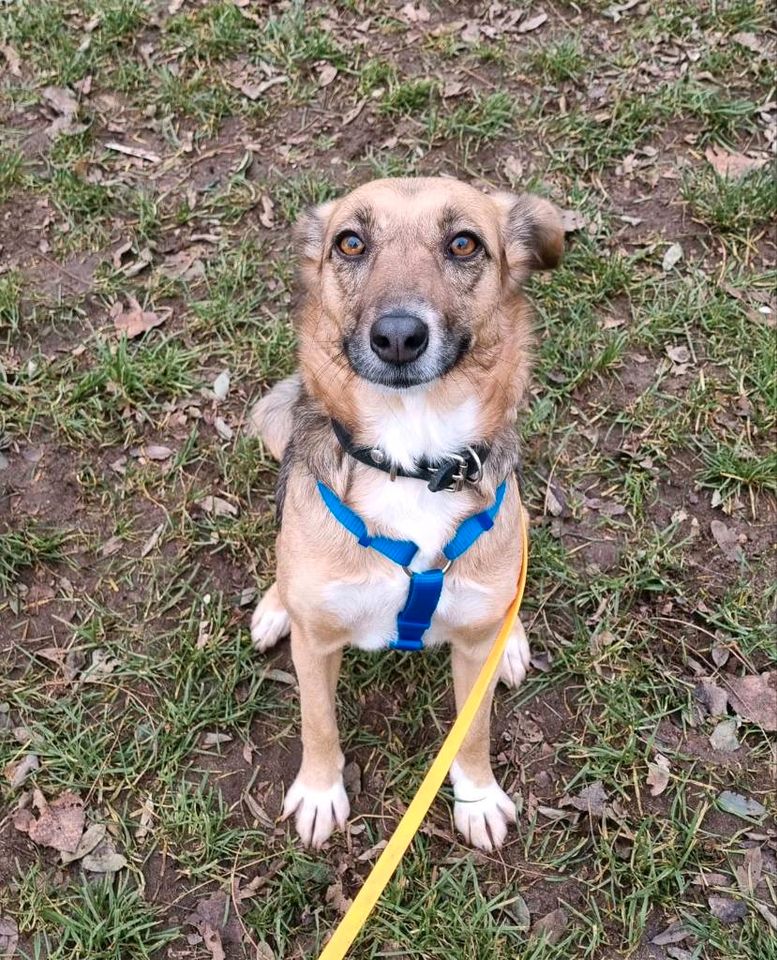 Marla - menschenbezogene Hündin sucht ihr Zuhause❤️ in Hameln