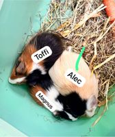 3 Meerschweinchen tricolor Baden-Württemberg - Sinsheim Vorschau