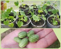 Mexikanische Minigurken Gurken Cucamelon Mini-Wassermelone-Gurke Bayern - Rödental Vorschau