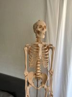 Skelett lebensgroß Anatomie Medizin Knochen Studium Bayern - Ansbach Vorschau