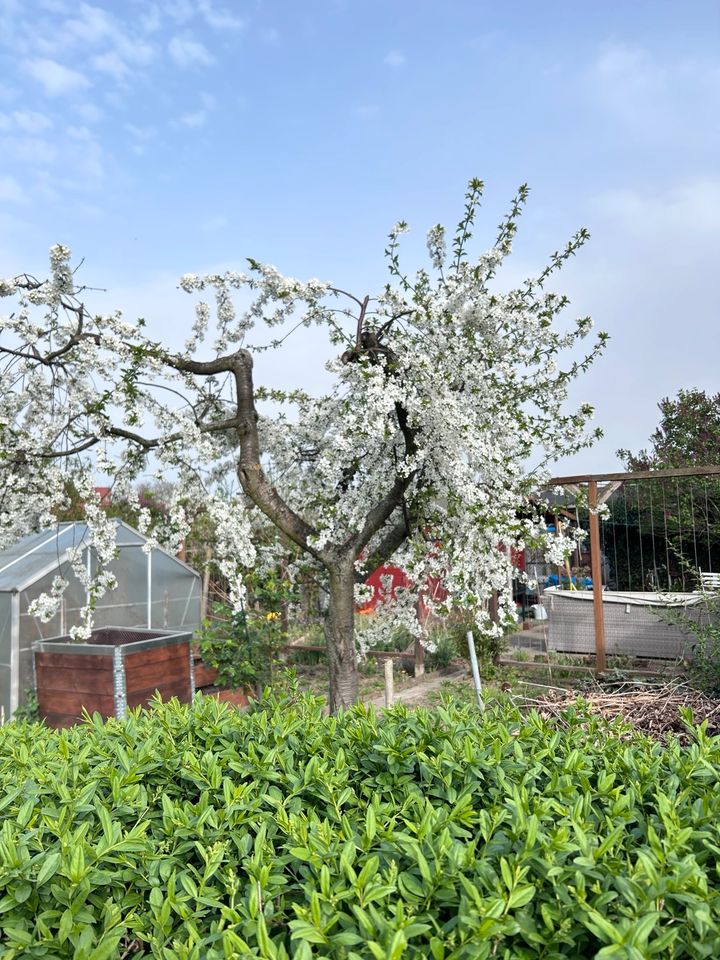 Garten,pachtgarten,pachtland,grüne Oase in Dresden