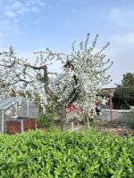 Garten,pachtgarten,pachtland,grüne Oase Dresden - Leuben Vorschau