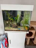 140 Liter Aquarium mit Inhalt und Technik zu verkaufen . Nordrhein-Westfalen - Schleiden Vorschau