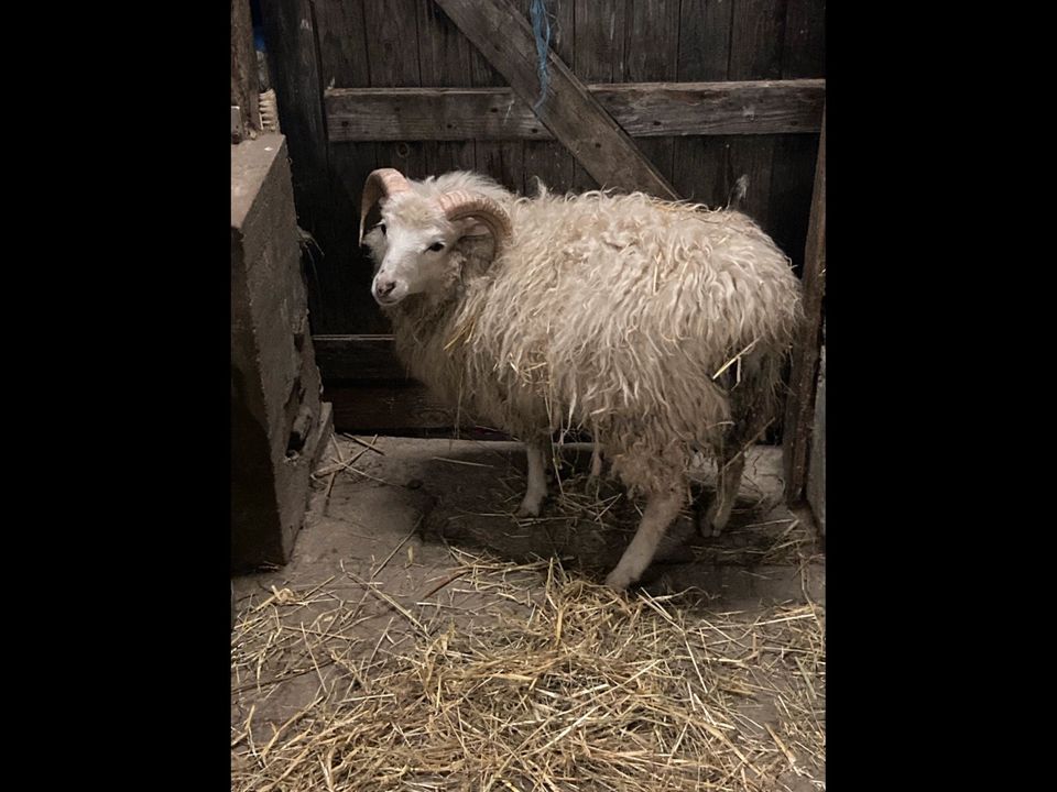 Skudden Schaf Schafe Deckbock Quessant Mini Schafe in Schalksmühle