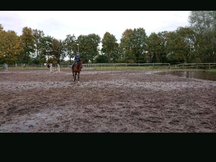 Wir bieten Reitbeteiligung an Ponys und Pferde an. in Oyten