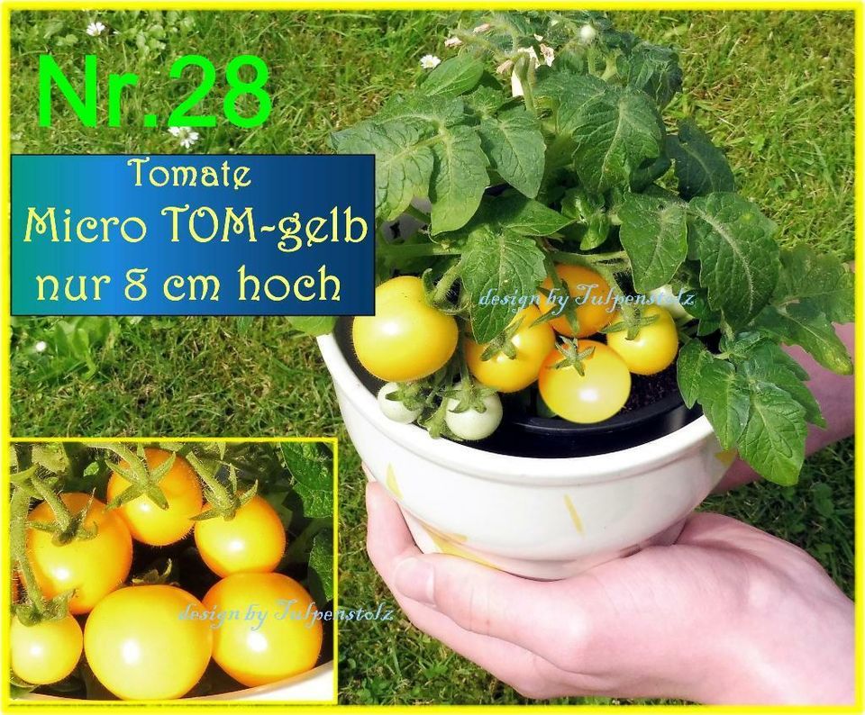 ♥ BONSAI Tomate Micro Tom gelb,rot Samen Alte Sorte Balkon,Garten in Hamburg