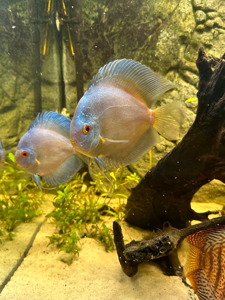 350 Liter Aquarium der Marke Juwel mit Besatz und Unterschrank in Lohne (Oldenburg)