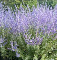 Garten Pflanze Blauraute Silberstrauch Bayern - Bruck Vorschau