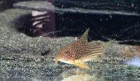 Orangflossen panzerwels Corydoras sterbai Sachsen-Anhalt - Halle Vorschau