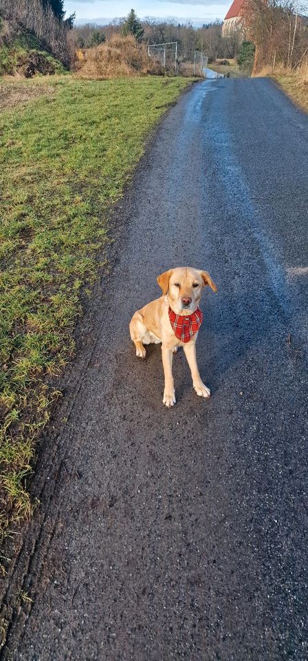 Labrador Hündin Hund 7 Jahre gut erzogen in Kamenz