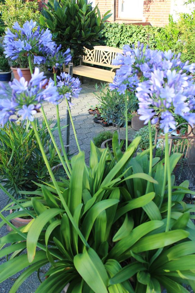 Ableger vom Agapanthus Schmucklilie, blau blühend Kübelpflanze in Rosendahl