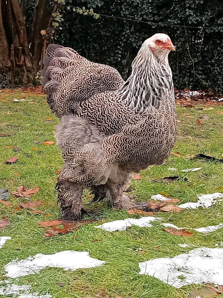 Brahma Hähne silberfarben gebändert in Südbrookmerland