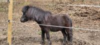 Pony Shetty Nordrhein-Westfalen - Hemer Vorschau