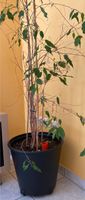 Ficus benjamini (Zimmerpflanze) Nordrhein-Westfalen - Hüllhorst Vorschau