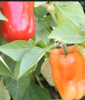 10 STK samenfeste rote Paprika Samen Albaregia Gerbstedt - Siersleben Vorschau