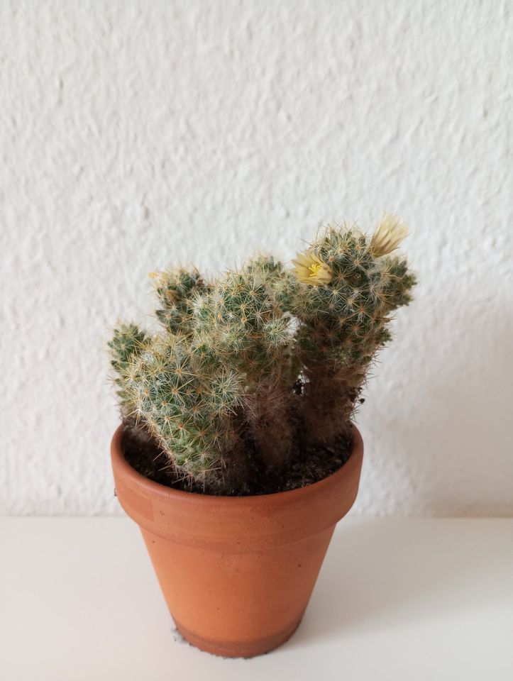 Kaktus: "Mammilaria Elongata" in Freising