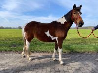 Lewitzer Stute 7 Jahre, Pony Niedersachsen - Varrel Vorschau