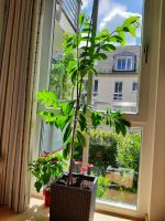 Zimtapfel Pflanze ca.160cm mit Lechuza-Topf für Wintergarten München - Maxvorstadt Vorschau