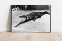 Helmut Newton Poster Alligator Krokodil Frau schwarz weiss Bild Nordrhein-Westfalen - Wegberg Vorschau