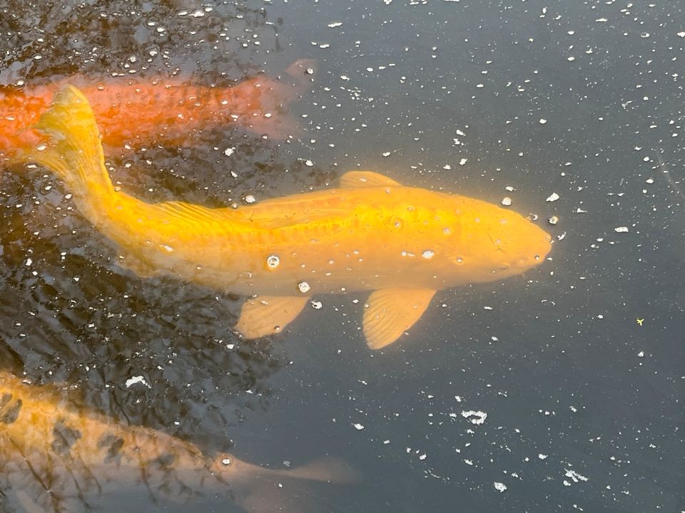 Auflösung Koi-Teich in Egglham