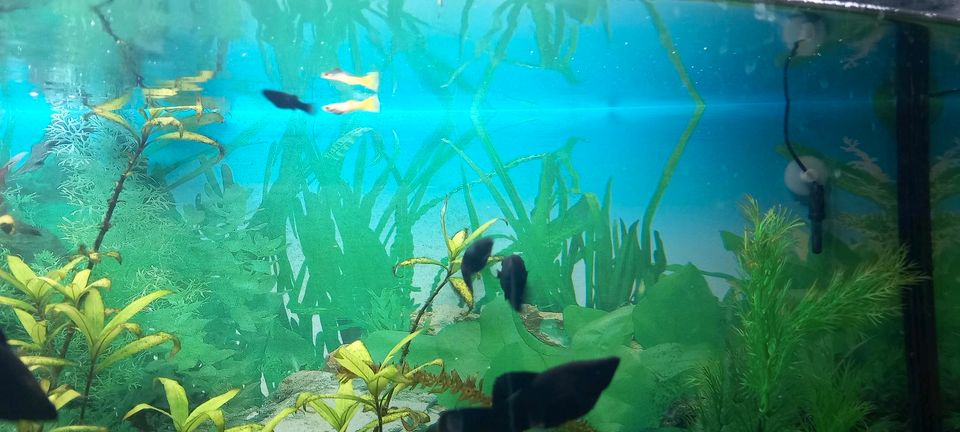 Verschiedene Aquarium Fische in Mellrichstadt