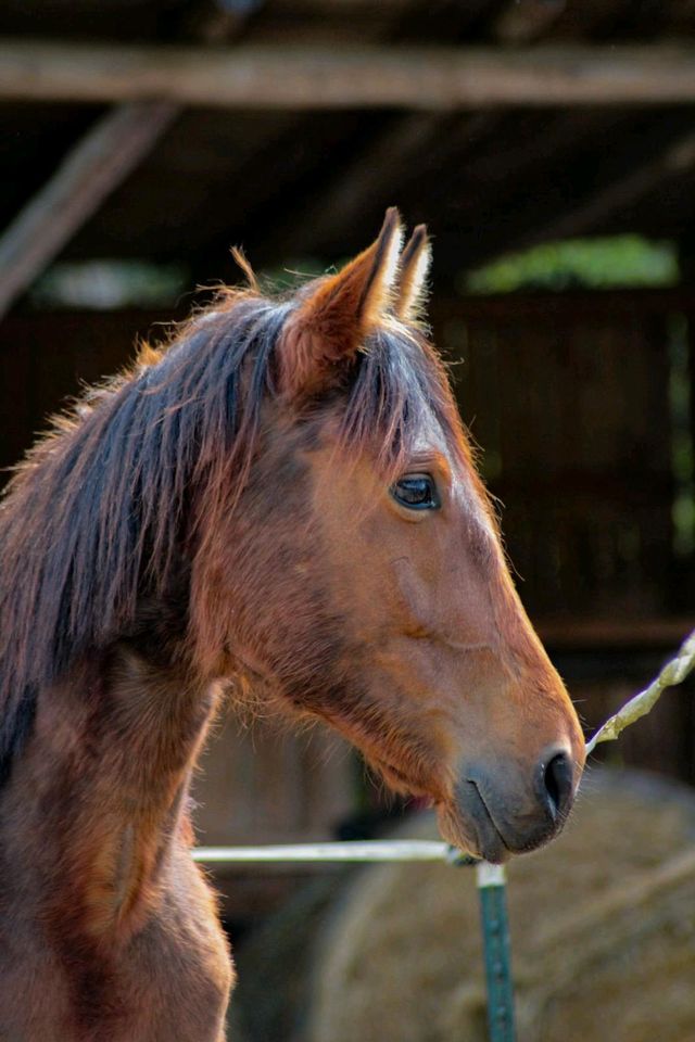 Quarter Horse Mix Stute in Isselbach