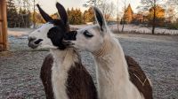 Begleiter fürs Lamawandern gesucht Sachsen - Löbau Vorschau