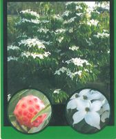 Blumen Hartriegel Cornus kousa China Girl, Milky Way, Weisse Font Nordrhein-Westfalen - Simmerath Vorschau