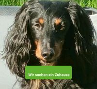 Hundefreundliche 2 1/2 Zimmer Wohnung Dithmarschen - Heide Vorschau