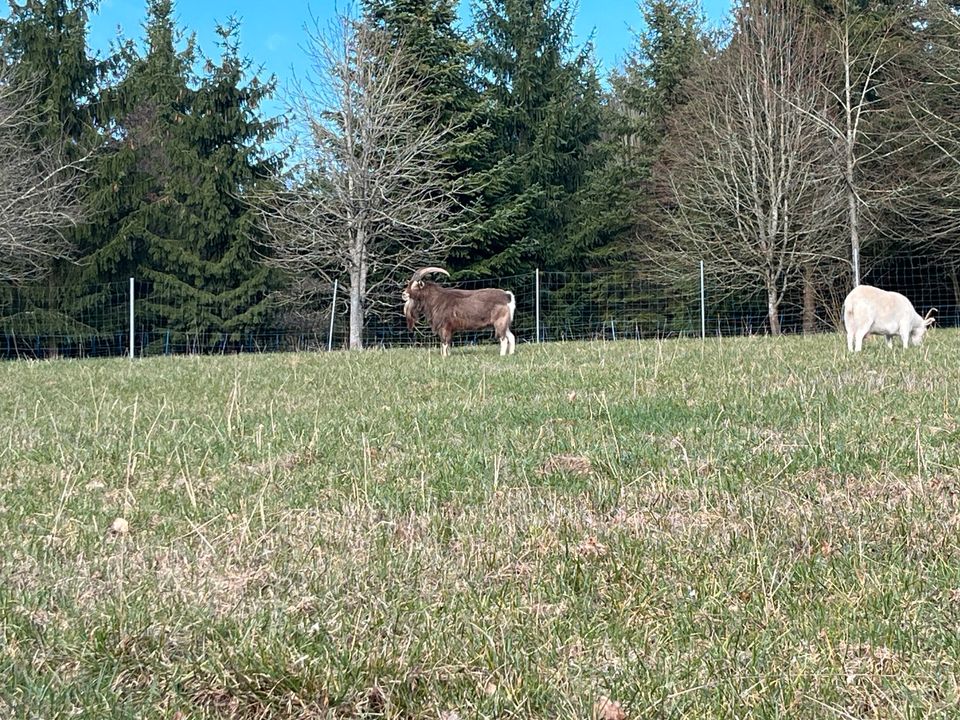 Thüringer waldziegenbock , Bock in Amberg