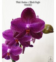 Orchidee Phalaenopsis Black Sentra München - Milbertshofen - Am Hart Vorschau