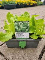Salat- & Gemüsepflanzen, Kräuterpflanzen & Schlangengurken uvm. für 1,99€ - Direkt vom Gärtner! Niedersachsen - Bad Zwischenahn Vorschau