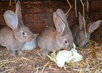 Deutsche Riesen Kaninchen: wildfarben, reinrassig, Absetzer Güstrow - Landkreis - Güstrow Vorschau