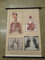 Lernplakat vintage - Lunge und Atmungsorgane Nordrhein-Westfalen - Witten Vorschau