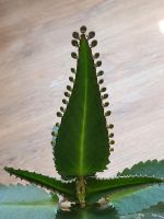 Brutblatt | Goethepflanze | Mother of thousands Ableger Düsseldorf - Wersten Vorschau