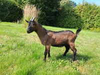 Lämmer Ziege BDE Lamm Bock Nordrhein-Westfalen - Petershagen Vorschau