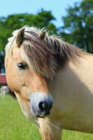 Reitbeteiligung für Norweger Schleswig-Holstein - Süderheistedt Vorschau