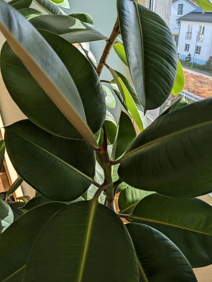 Ableger von Ficus elastica, Gummibaum, indischer Kautschukbaum in Karlsruhe