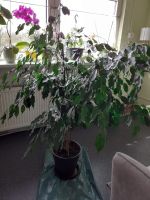 Ficus Benjamina Busch verzweigt - 140cm Nordrhein-Westfalen - Hückeswagen Vorschau