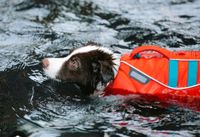 Schwimmweste Hund Schleswig-Holstein - Glinde Vorschau