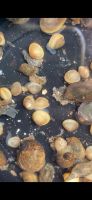 Kugelmuscheln für sauberes Wasser, Aquarium und Teich Nordrhein-Westfalen - Bad Salzuflen Vorschau