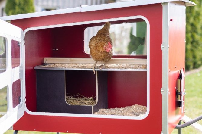Mobile Coop aus Holz mobiler Hühnerstall Profi Stall für Hühner in Neumünster